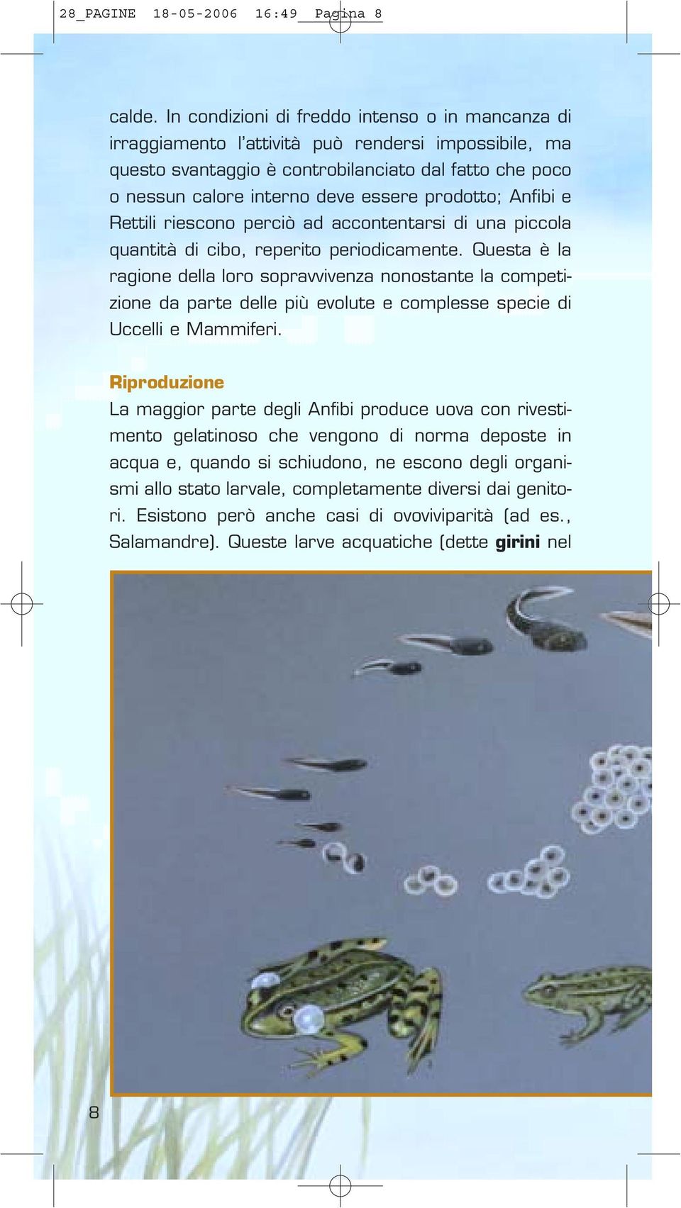 prodotto; Anfibi e Rettili riescono perciò ad accontentarsi di una piccola quantità di cibo, reperito periodicamente.