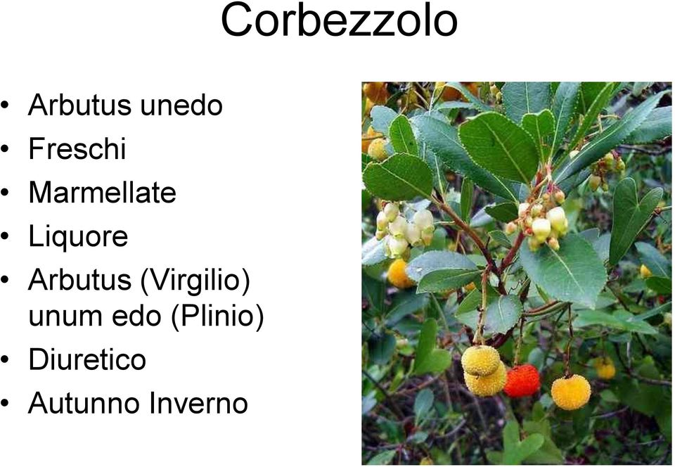 Arbutus (Virgilio) ( Plinio