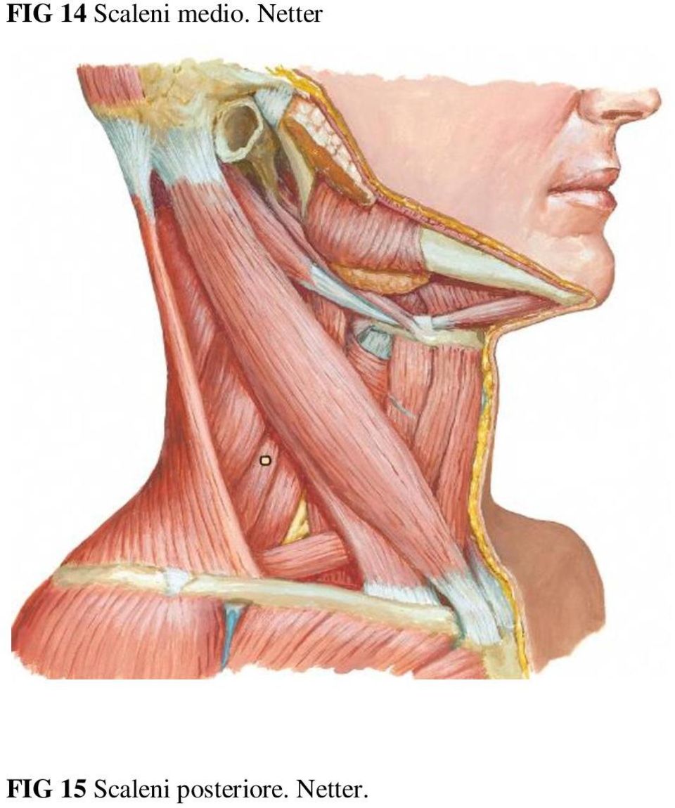 Netter FIG 15