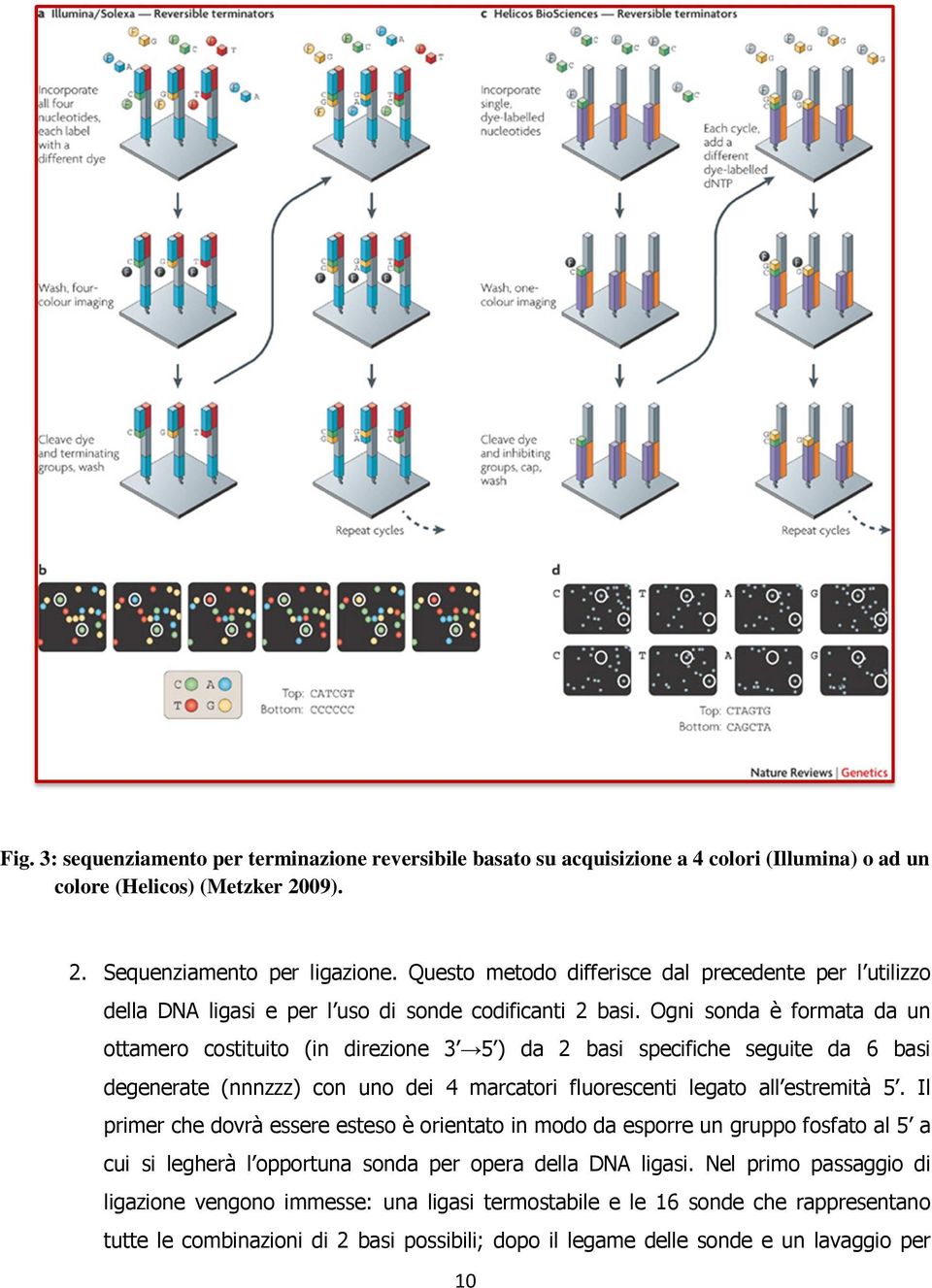 Ogni sonda è formata da un ottamero costituito (in direzione 3 5 ) da 2 basi specifiche seguite da 6 basi degenerate (nnnzzz) con uno dei 4 marcatori fluorescenti legato all estremità 5.