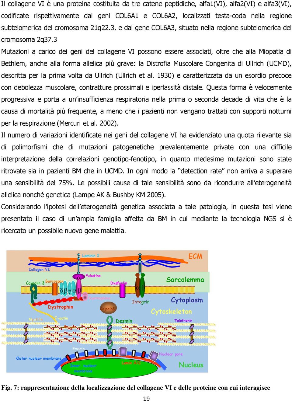 3 Mutazioni a carico dei geni del collagene VI possono essere associati, oltre che alla Miopatia di Bethlem, anche alla forma allelica più grave: la Distrofia Muscolare Congenita di Ullrich (UCMD),