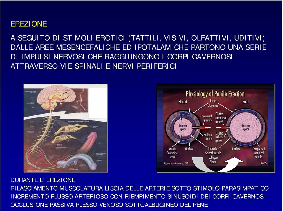 PERIFERICI DURANTE L EREZIONE : RILASCIAMENTO MUSCOLATURA LISCIA DELLE ARTERIE SOTTO STIMOLO PARASIMPATICO