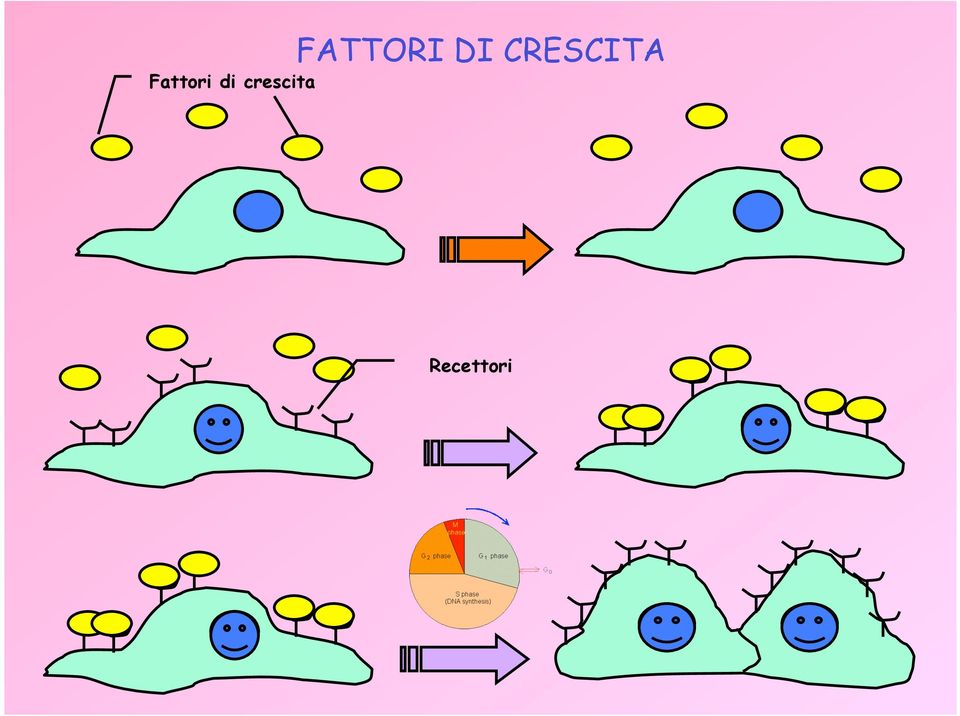 FATTORI DI