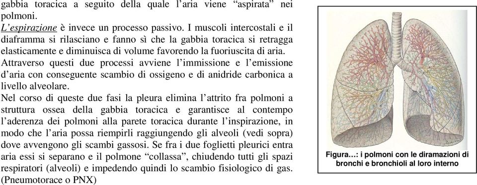 Attraverso questi due processi avviene l immissione e l emissione d aria con conseguente scambio di ossigeno e di anidride carbonica a livello alveolare.