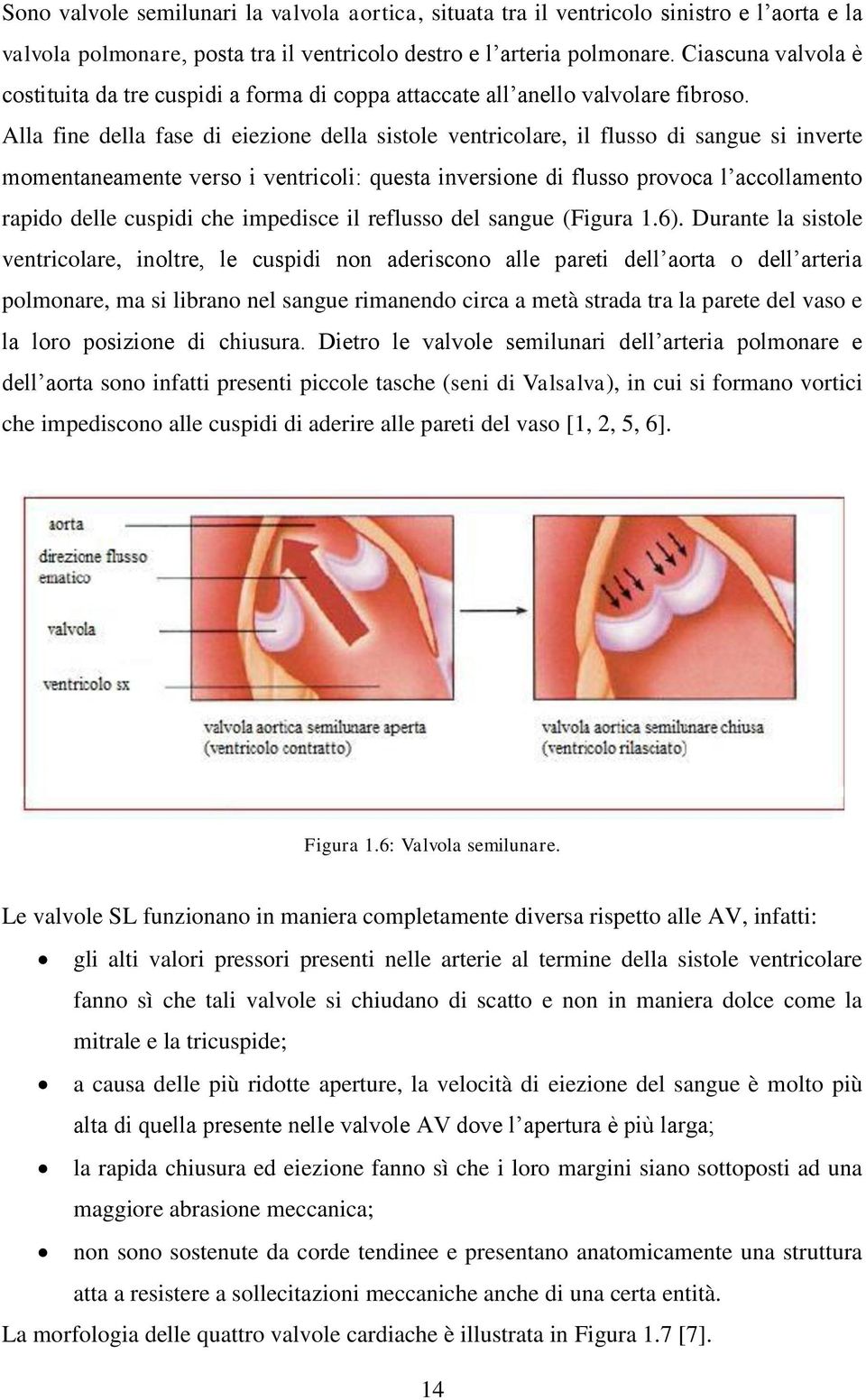 Alla fine della fase di eiezione della sistole ventricolare, il flusso di sangue si inverte momentaneamente verso i ventricoli: questa inversione di flusso provoca l accollamento rapido delle cuspidi