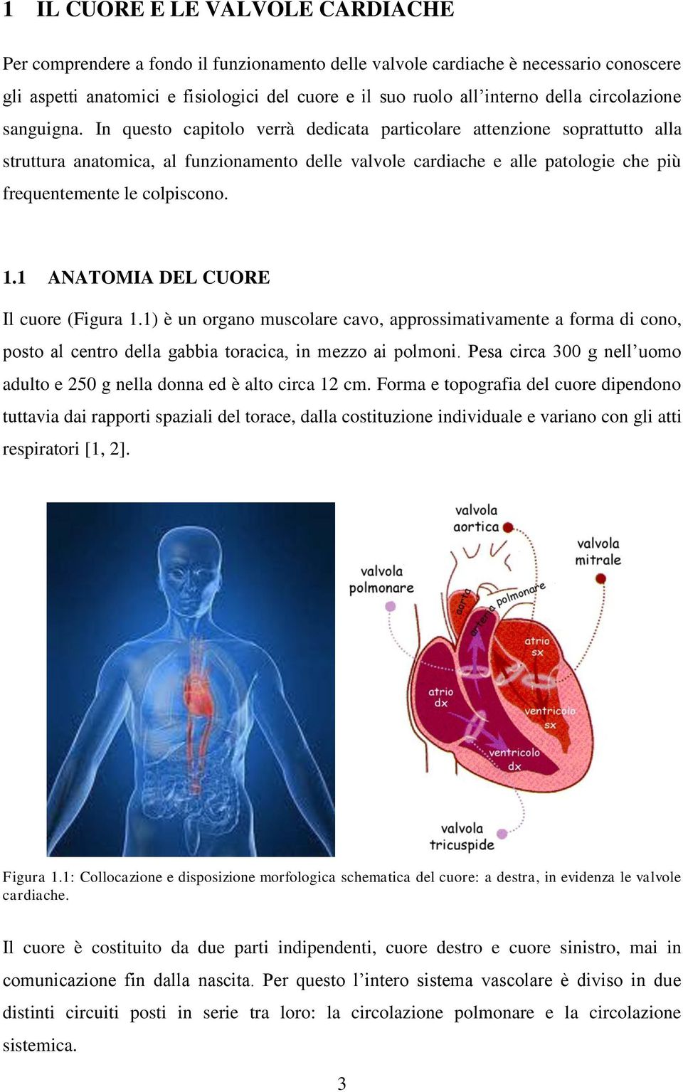 In questo capitolo verrà dedicata particolare attenzione soprattutto alla struttura anatomica, al funzionamento delle valvole cardiache e alle patologie che più frequentemente le colpiscono. 1.