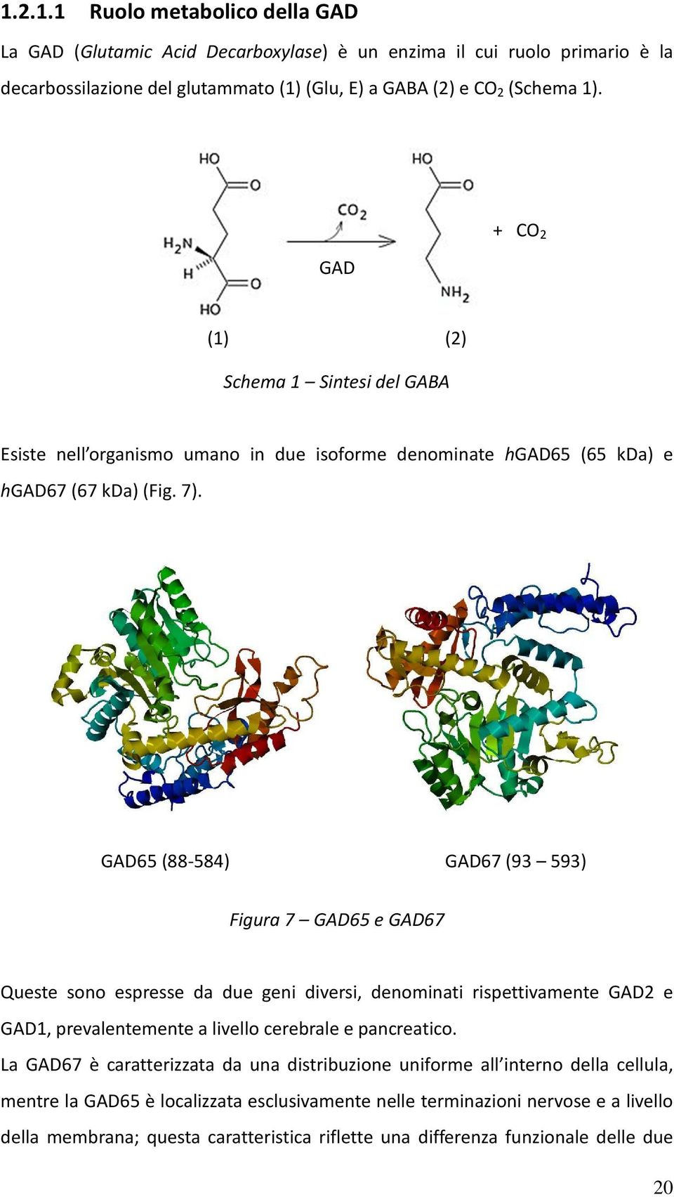 GAD65 (88-584) GAD67 (93 593) Figura 7 GAD65 e GAD67 Queste sono espresse da due geni diversi, denominati rispettivamente GAD2 e GAD1, prevalentemente a livello cerebrale e pancreatico.