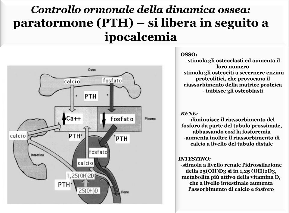 fosforo da parte del tubulo prossimale, abbassando così la fosforemia -aumenta inoltre il riassorbimento di calcio a livello del tubulo distale INTESTINO: -stimola a