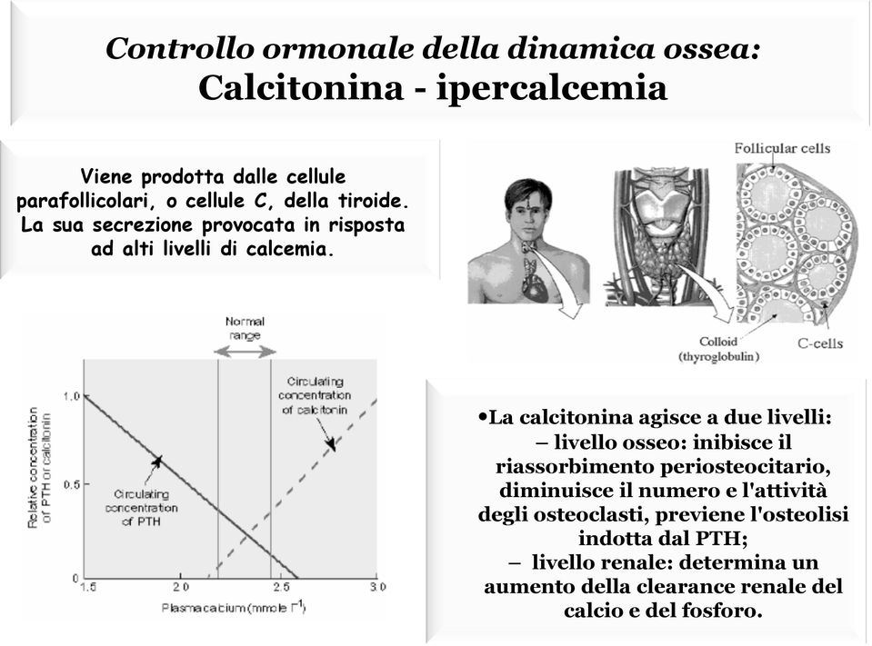 La calcitonina agisce a due livelli: livello osseo: inibisce il riassorbimento periosteocitario, diminuisce il numero e