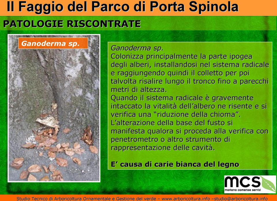 Colonizza principalmente la parte ipogea degli alberi, installandosi nel sistema radicale e raggiungendo quindi il colletto per poi