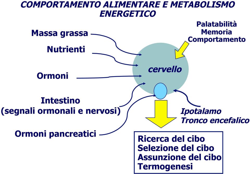 Intestino (segnali ormonali e nervosi) Ormoni pancreatici Ipotalamo