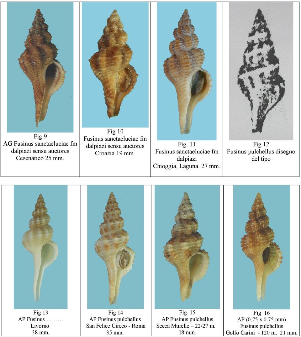 Fig. 11 Fusinus sanctaeluciae fm dalpiazi Chioggia, Laguna 27 mm. Fig.