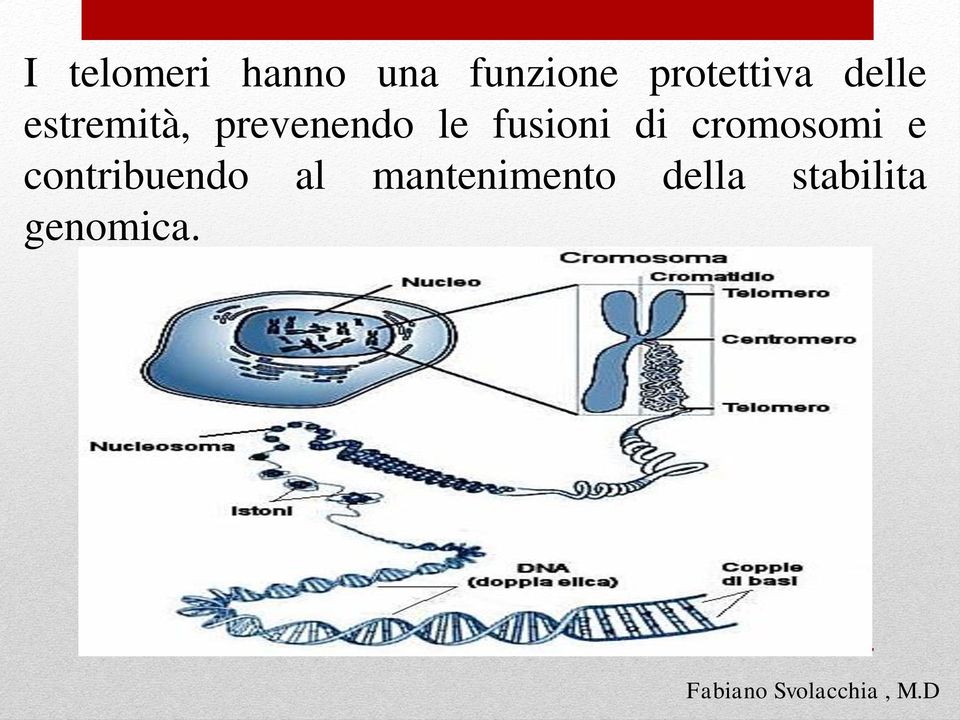 prevenendo le fusioni di cromosomi e