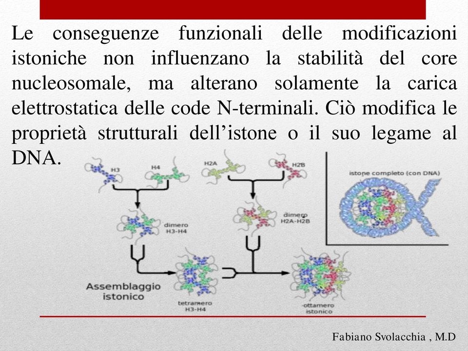 solamente la carica elettrostatica delle code N-terminali.