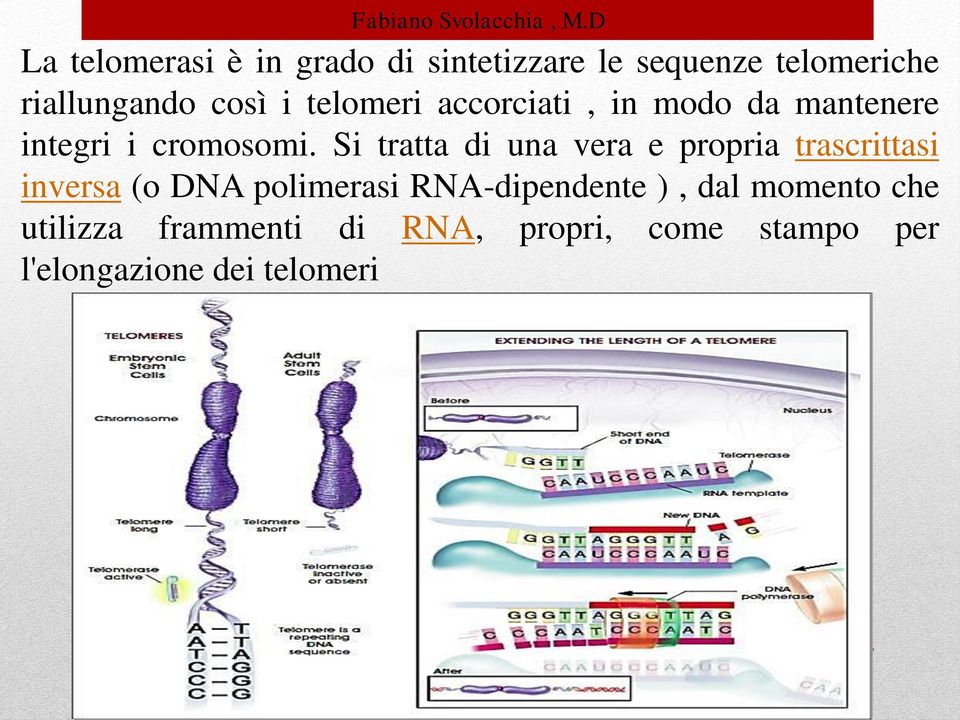 Si tratta di una vera e propria trascrittasi inversa (o DNA polimerasi