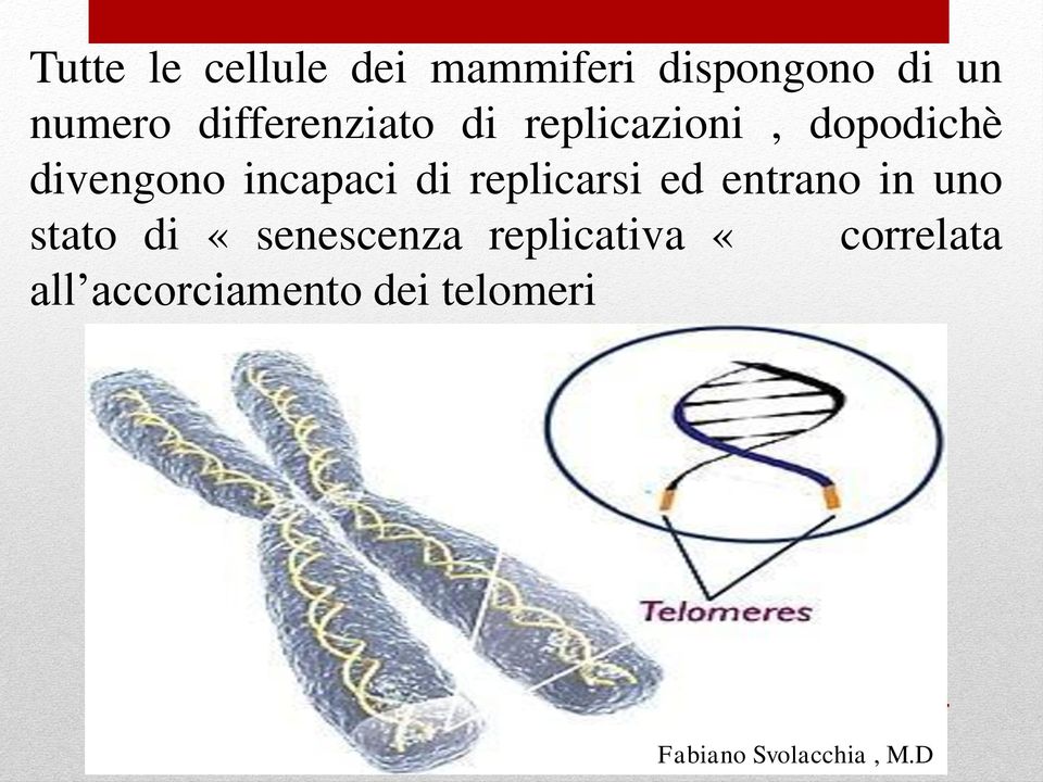 incapaci di replicarsi ed entrano in uno stato di