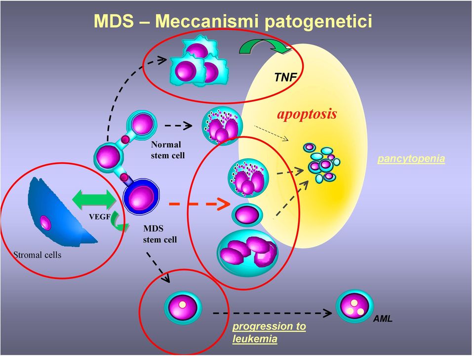 pancytopenia Stromal cells VEGF