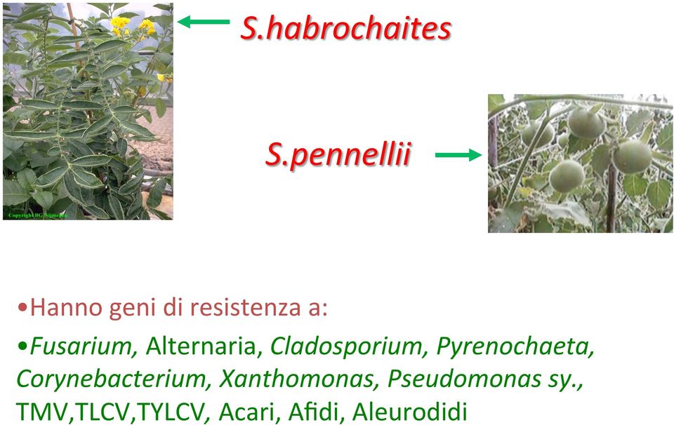 Alternaria, Cladosporium, Pyrenochaeta,