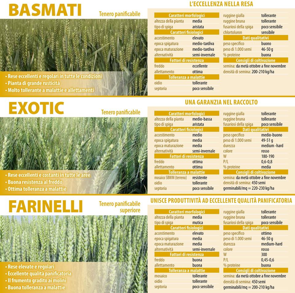 panificabile superiore tipo di spiga aristata accestimento elevato epoca spigatura medio-tardiva epoca maturazione medio-tardiva alternatività semi-invernale eccellente ottima altezza della pianta
