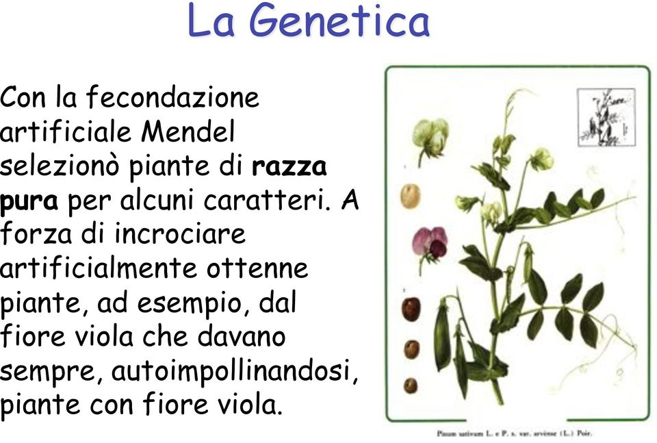 A forza di incrociare artificialmente ottenne piante, ad