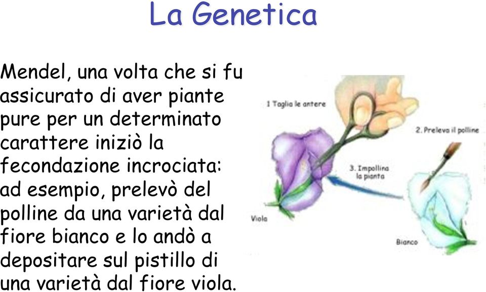 esempio, prelevò del polline da una varietà dal fiore bianco e