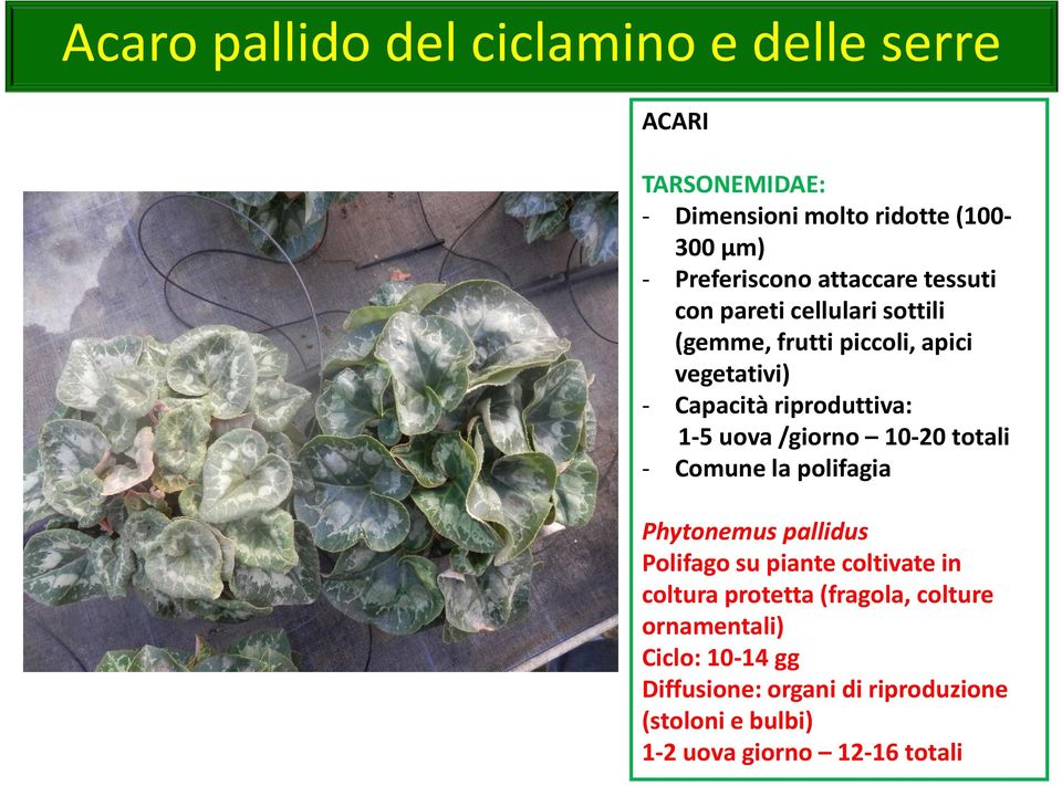 uova /giorno 10-20 totali - Comune la polifagia Phytonemus pallidus Polifago su piante coltivate in coltura protetta