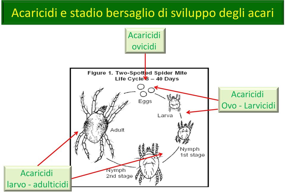 ovicidi Acaricidi Ovo -