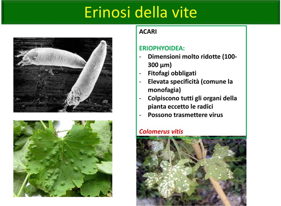 specificità (comune la monofagia) - Colpiscono tutti gli