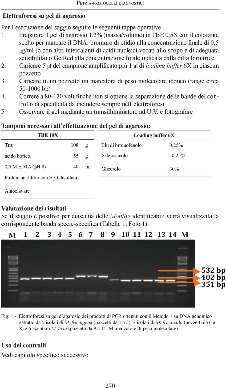 nucleici vocati allo scopo e di adeguata sensibilità) o GelRed alla concentrazione finale indicata dalla ditta fornitrice 2.