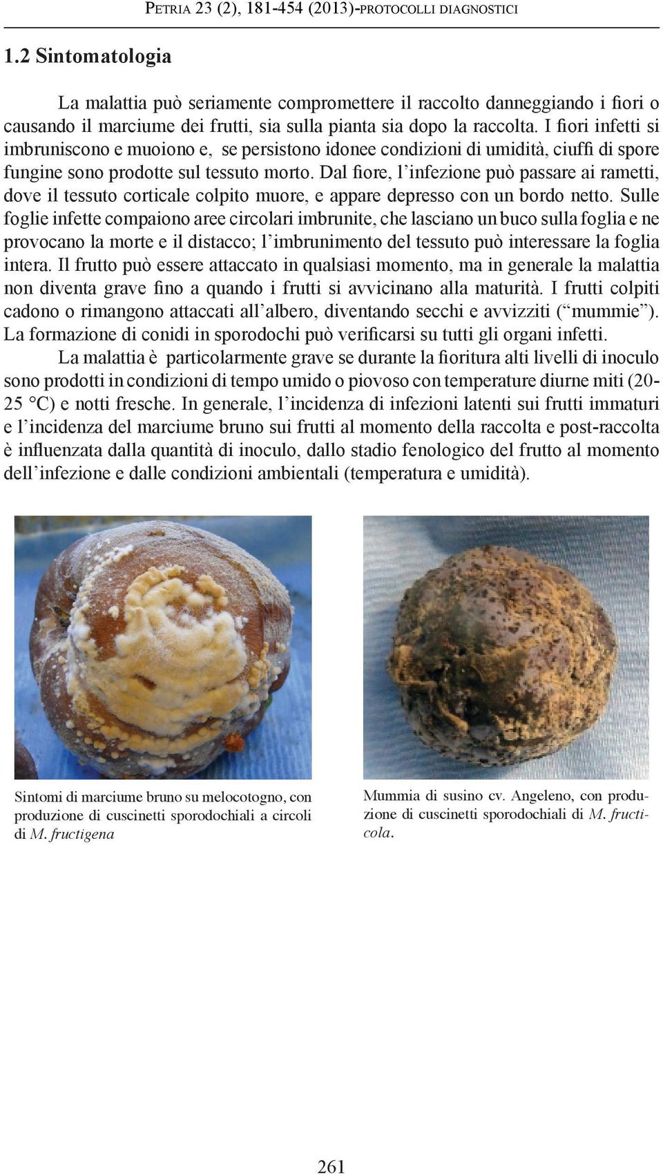 Dal fiore, l infezione può passare ai rametti, dove il tessuto corticale colpito muore, e appare depresso con un bordo netto.