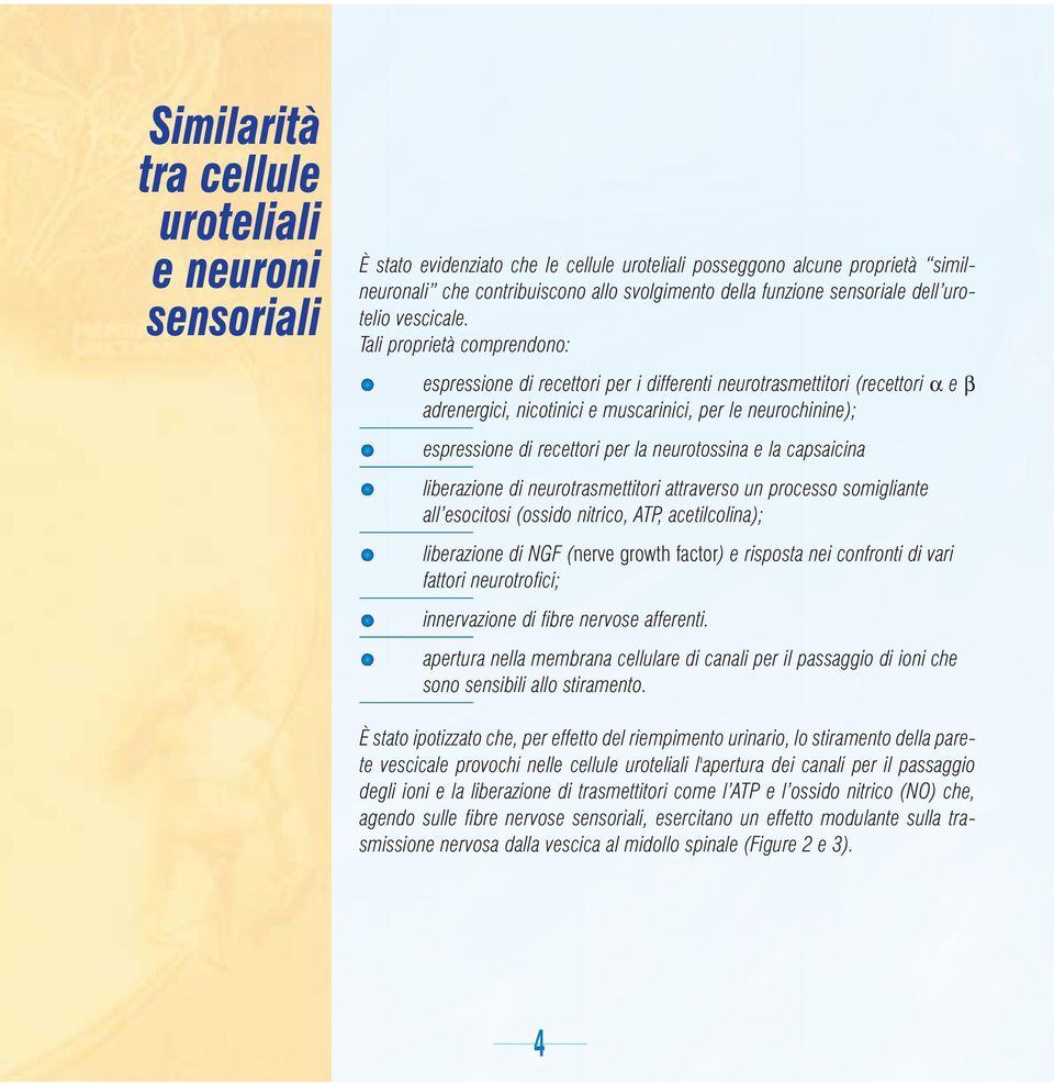Tali proprietà comprendono: espressione di recettori per i differenti neurotrasmettitori (recettori α e β adrenergici, nicotinici e muscarinici, per le neurochinine); espressione di recettori per la