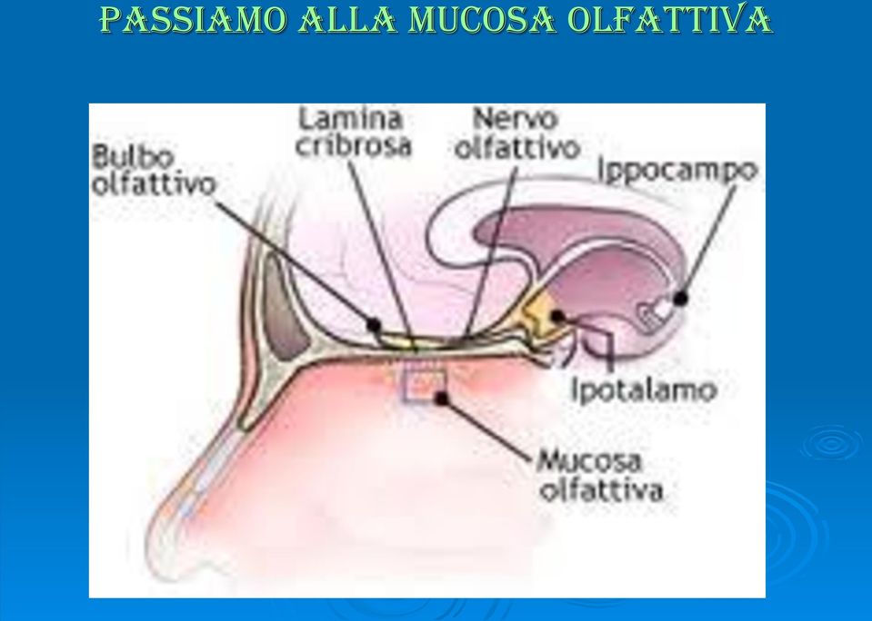 Mucosa