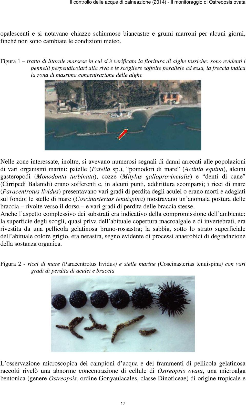 Figura 1 tratto di litorale massese in cui si è verificata la fioritura di alghe tossiche: sono evidenti i pennelli perpendicolari alla riva e le scogliere soffolte parallele ad essa, la freccia