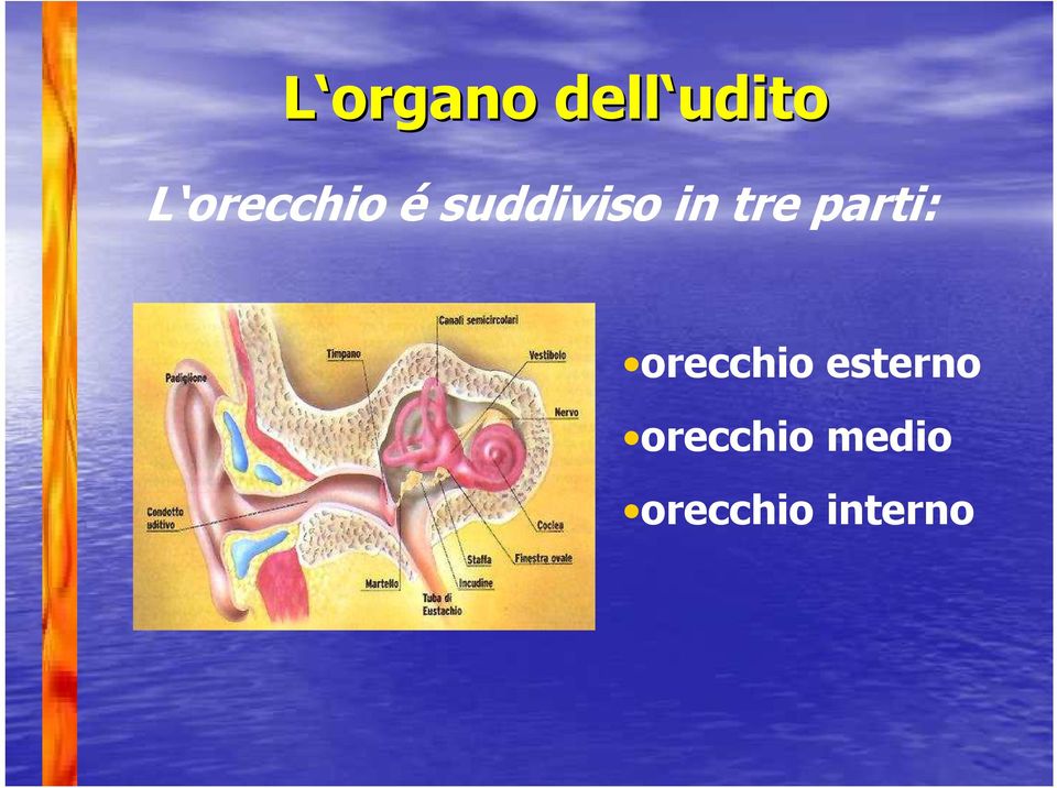 tre parti: orecchio