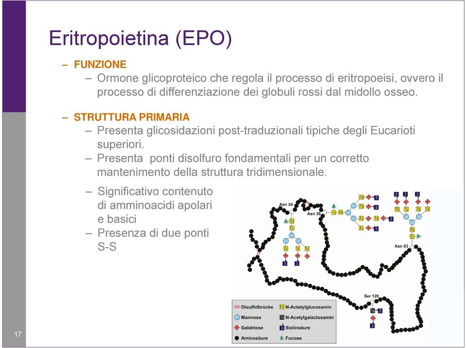 STRUTTURA PRIMARIA Presenta glicosidazioni post-traduzionali tipiche degli Eucarioti superiori.