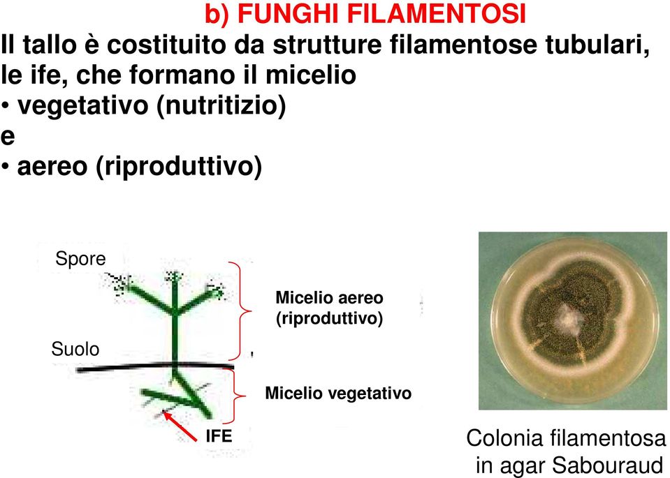 (nutritizio) e aereo (riproduttivo) Spore Suolo Micelio aereo