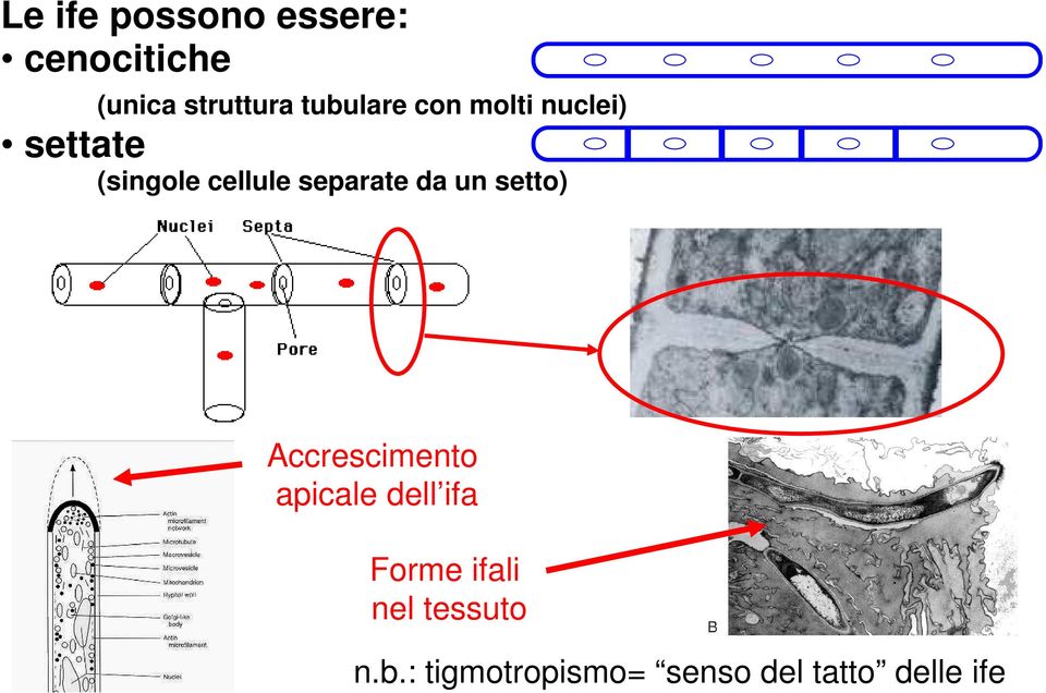 separate da un setto) Accrescimento apicale dell ifa