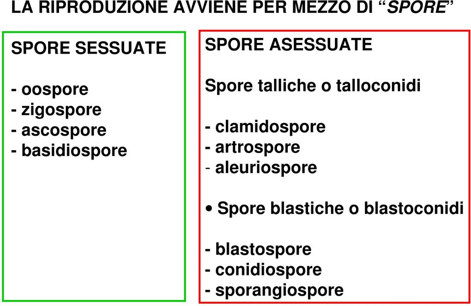 talliche o talloconidi - clamidospore - artrospore - aleuriospore