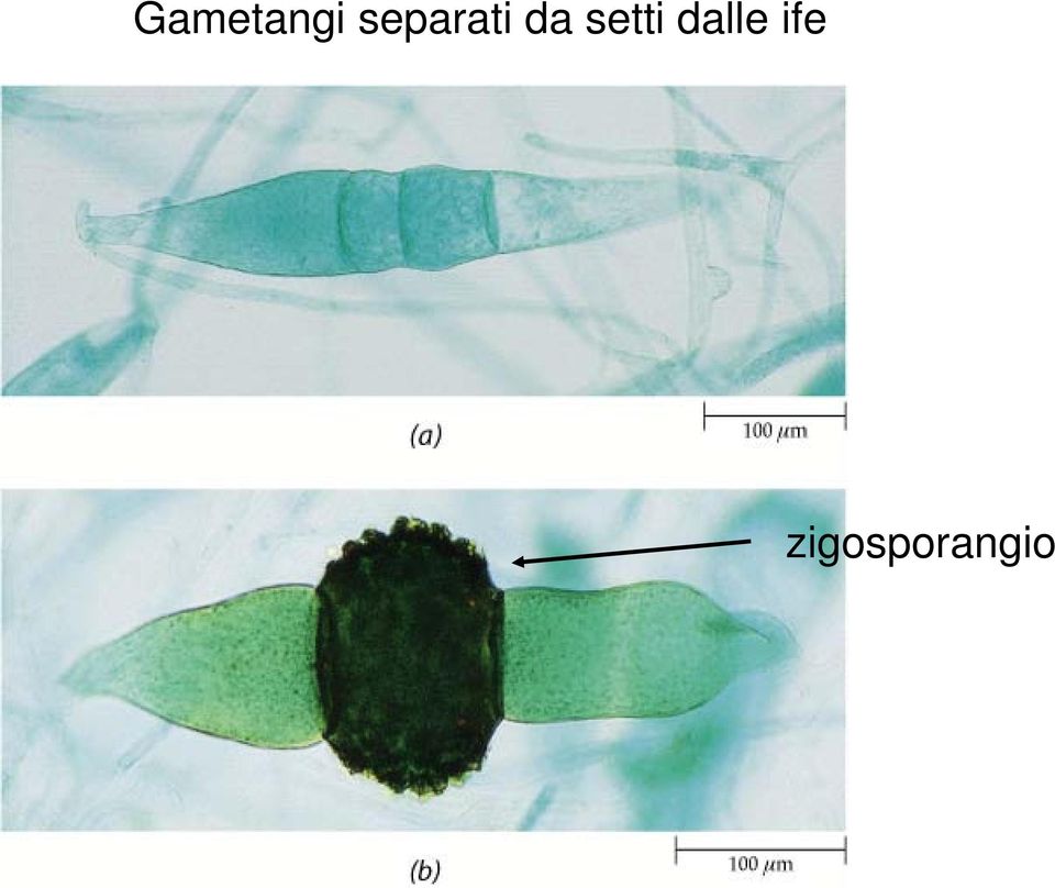 setti dalle