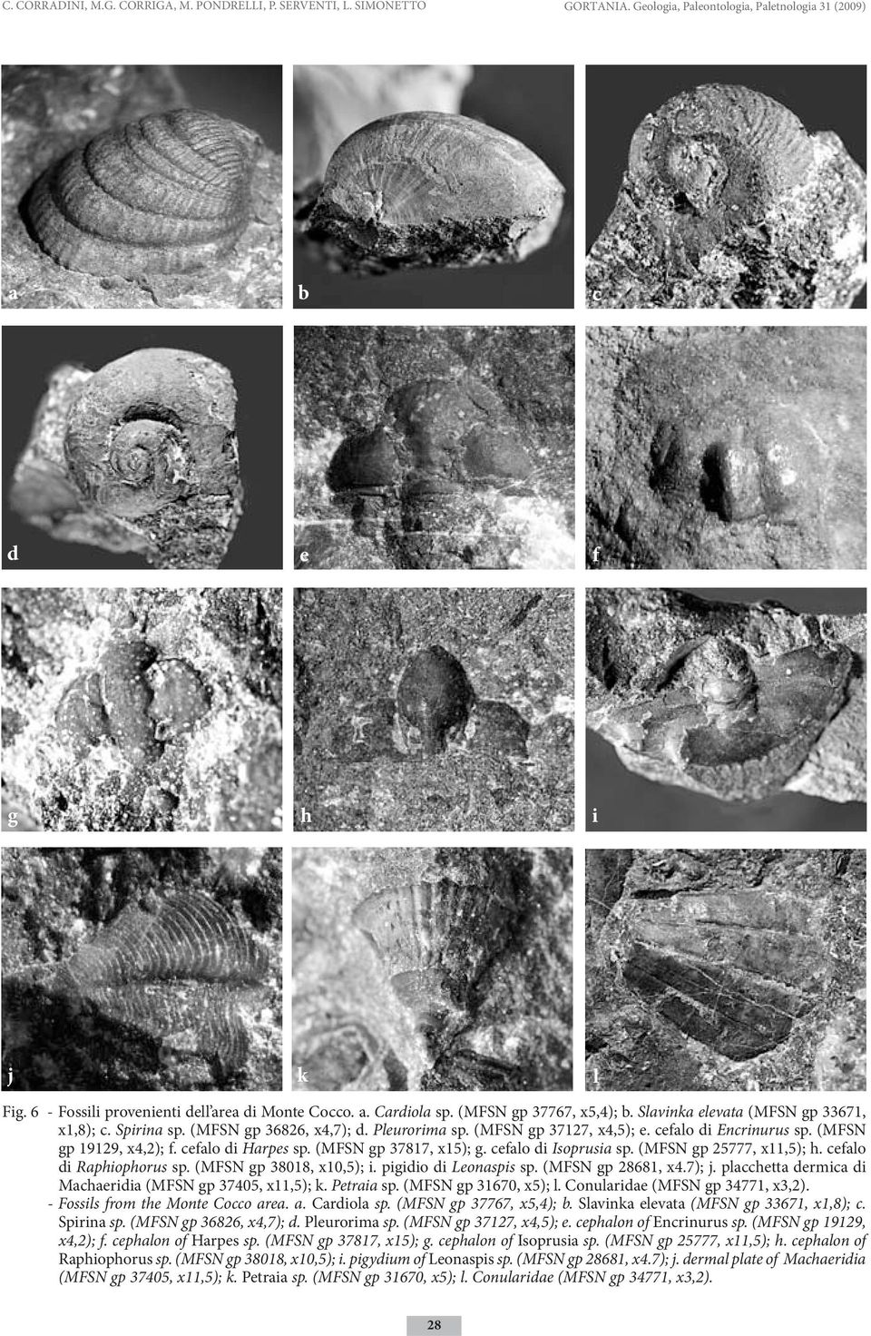 (MFSN gp 37127, x4,5); e. cefalo di Encrinurus sp. (MFSN gp 19129, x4,2); f. cefalo di Harpes sp. (MFSN gp 37817, x15); g. cefalo di Isoprusia sp. (MFSN gp 25777, x11,5); h. cefalo di Raphiophorus sp.