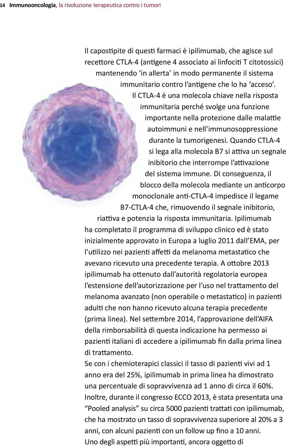 Il CTLA-4 è una molecola chiave nella risposta immunitaria perché svolge una funzione importante nella protezione dalle malattie autoimmuni e nell immunosoppressione durante la tumorigenesi.