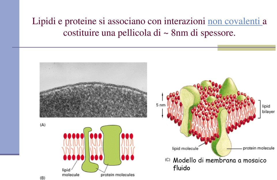 costituire una pellicola di ~ 8nm di