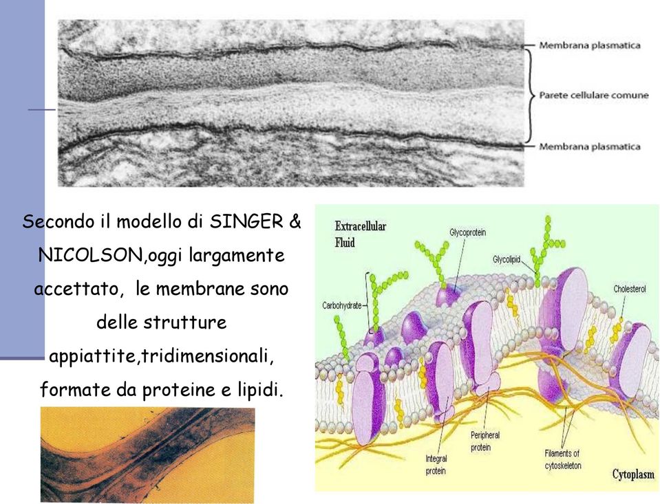 membrane sono delle strutture