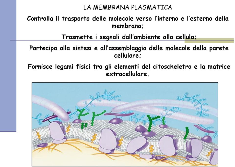 Partecipa alla sintesi e all assemblaggio delle molecole della parete