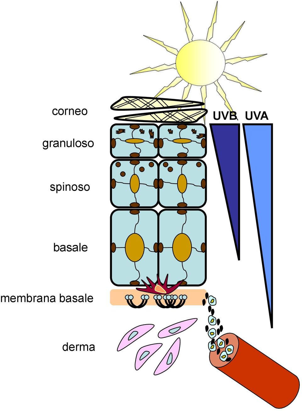 spinoso basale