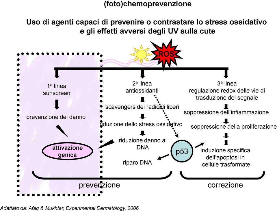 delle vie di trasduzione del segnale soppressione dell infiammazione soppressione della proliferazione attivazione genica riduzione danno al DNA
