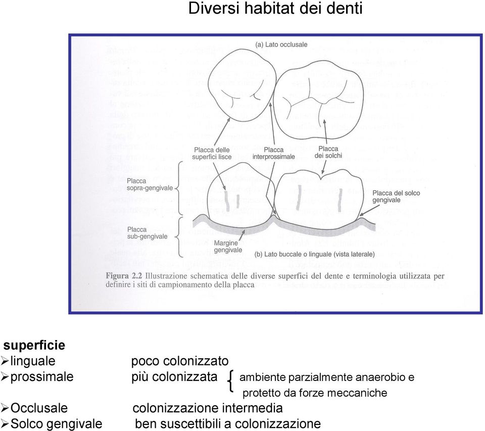 parzialmente anaerobio e protetto da forze meccaniche