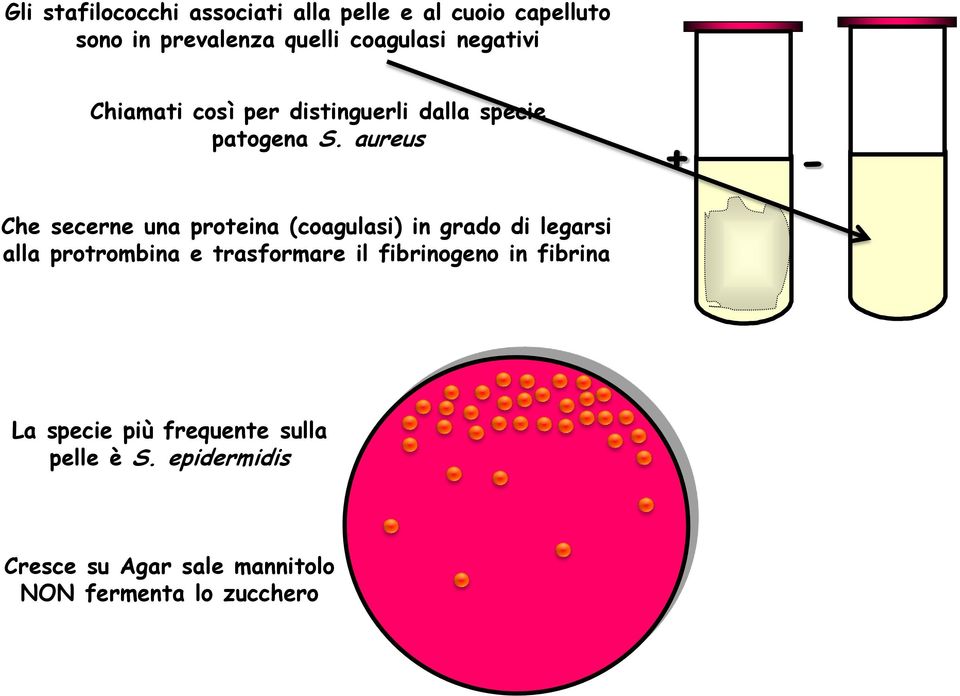 aureus Che secerne una proteina (coagulasi) in grado di legarsi alla protrombina e trasformare il