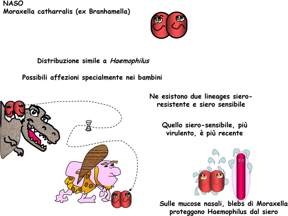 lineages sieroresistente e siero sensibile Quello siero-sensibile, più