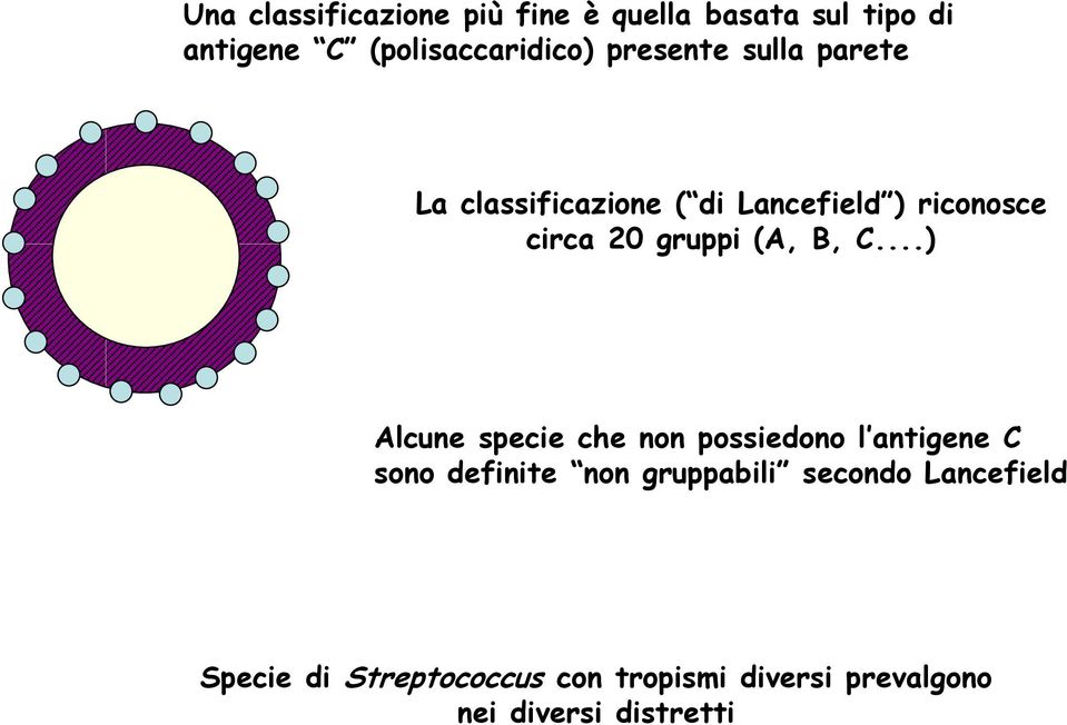 B, C...) Alcune specie che non possiedono l antigene C sono definite non gruppabili